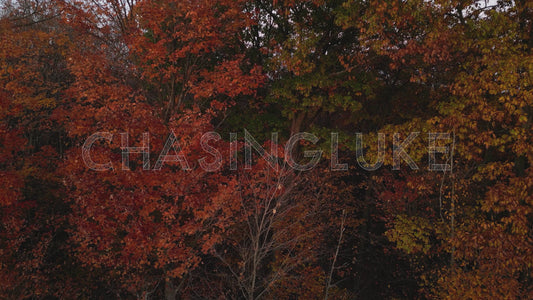 Rising Drone Over NCC Forest Canopy in Fiery Fall Colours